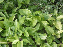 Syngonium podophyllum