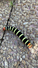 Pseudosphinx tetrio