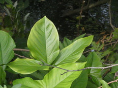 Syngonium podophyllum