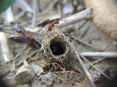 Myrmica schencki