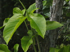 Syngonium podophyllum