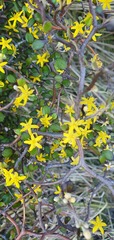 Corokia cotoneaster