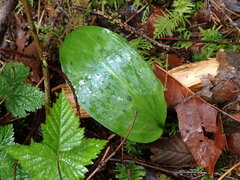 Erythronium revolutum