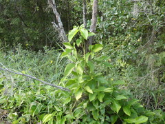 Syngonium podophyllum