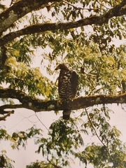 Stephanoaetus coronatus