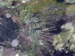 Pterois antennata