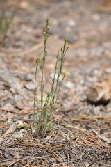 Linum neomexicanum