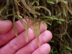 Rhytidiadelphus loreus