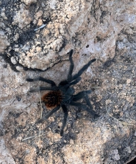 Theraphosinae