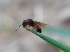 Myrmica schencki