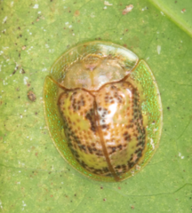 Coptocycla sordida