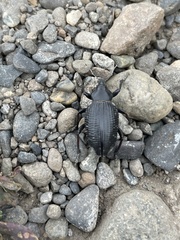 Cylydrorhinus