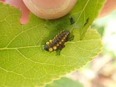 Chrysomela confluens