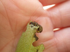 Chrysomela confluens