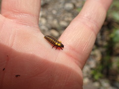 Chrysomela confluens