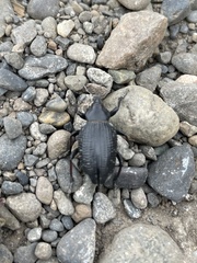Cylydrorhinus