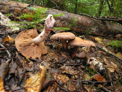 Cortinarius malachius