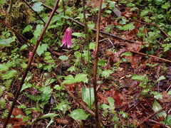Erythronium revolutum