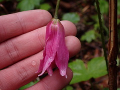 Erythronium revolutum
