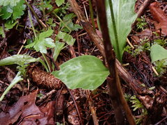 Erythronium revolutum