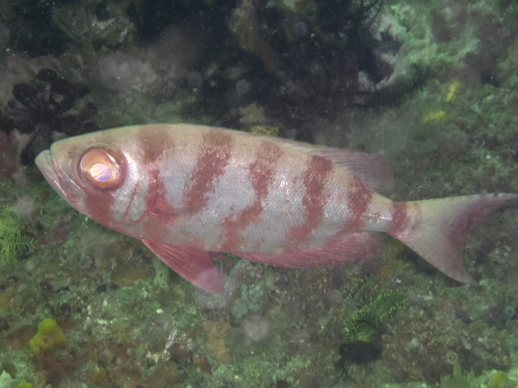 Priacanthus