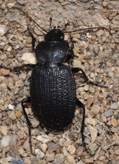 Licinus punctatulus granulatus