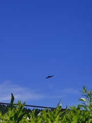 Corvus corax