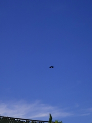 Corvus corax