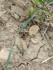 Myrmica schencki