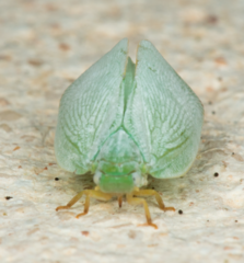 Flatormenis proxima