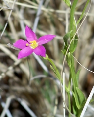 Zeltnera calycosa