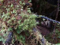 Bartramia pomiformis