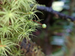 Bartramia pomiformis