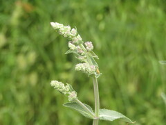 Nepeta caerulea