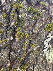 Orthotrichaceae