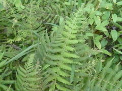 Deparia petersenii