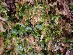 Cephalozia bicuspidata