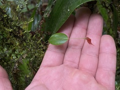 Lepanthes