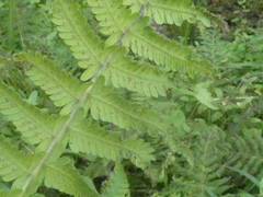 Deparia petersenii