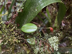 Lepanthes