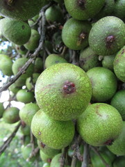Ficus sur