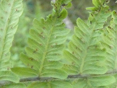 Deparia petersenii