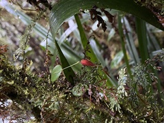Lepanthes