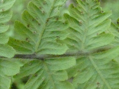 Deparia petersenii