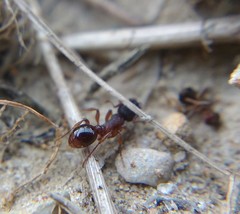 Myrmica schencki