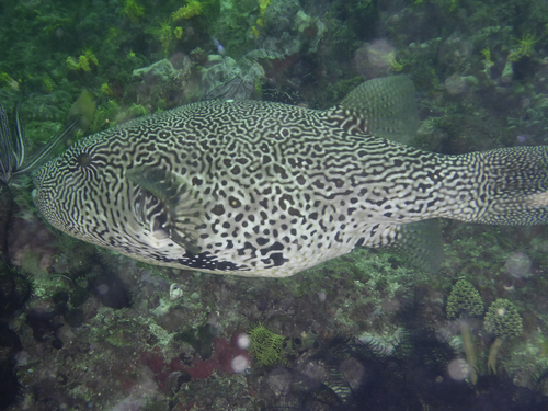 Map Puffer