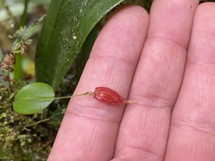 Lepanthes