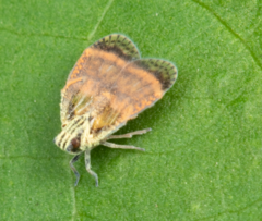 Bothriocera
