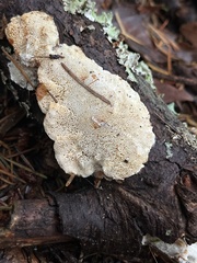 Pycnoporellus alboluteus