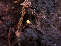 Eustilbum aureum